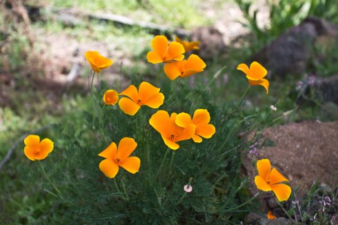 California poppies (I think?) are our in full force in the sandy ground