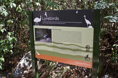Keep an ear and eye out for lyrebirds whether you're on the Cascade Trail or Lyrebird Trail