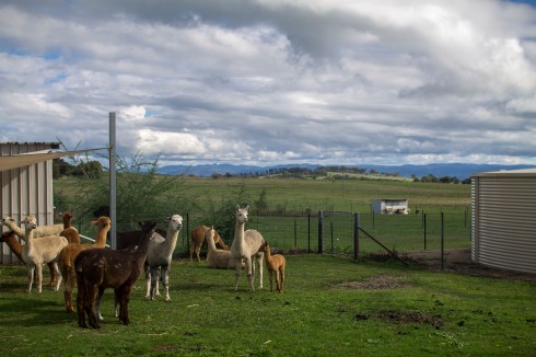 Alpacas and GORGEOUS view - one of the best in the Murrumbateman region, I reckon